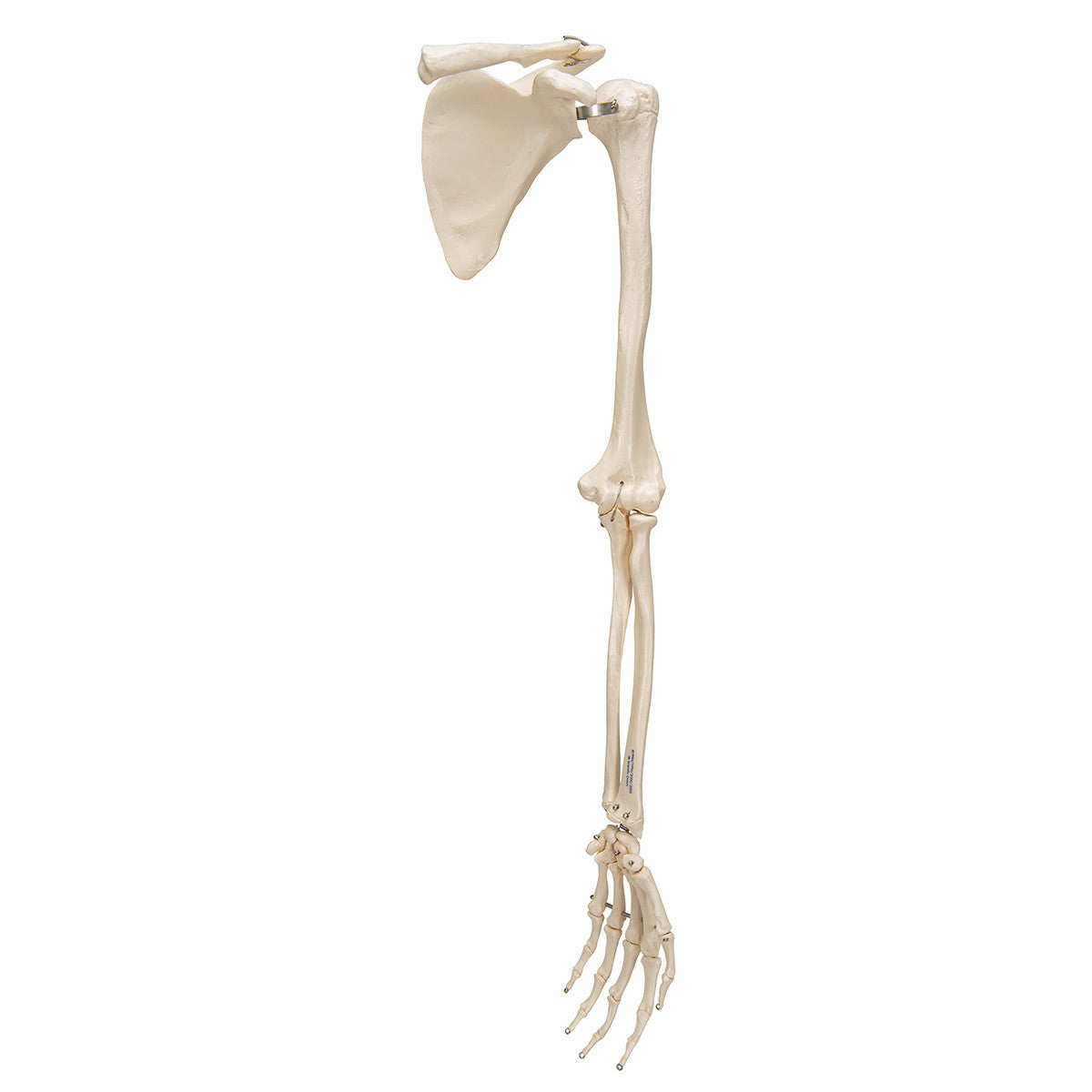 Arm Skeleton Model with Scapula and Clavicle