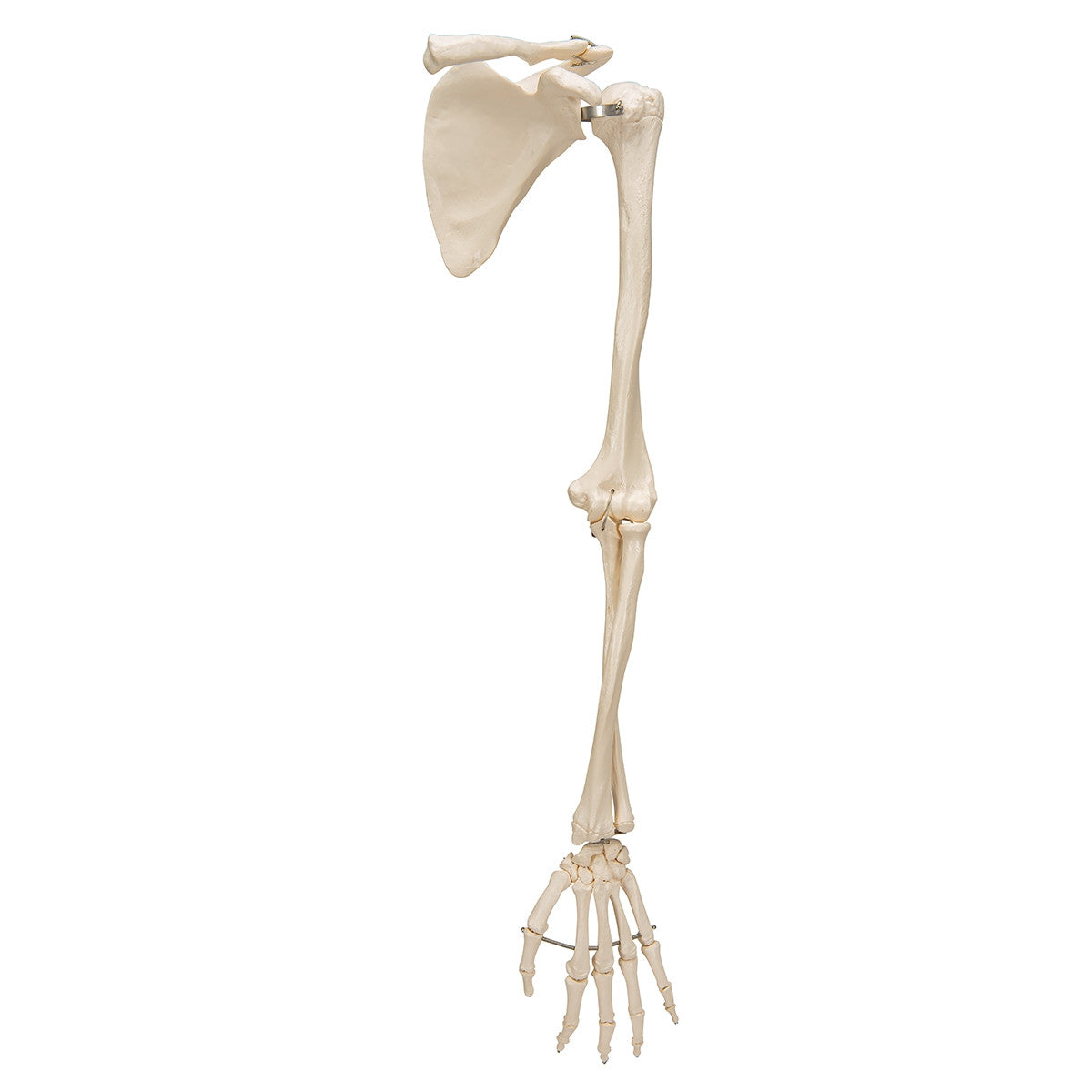 Arm Skeleton Model with Scapula and Clavicle