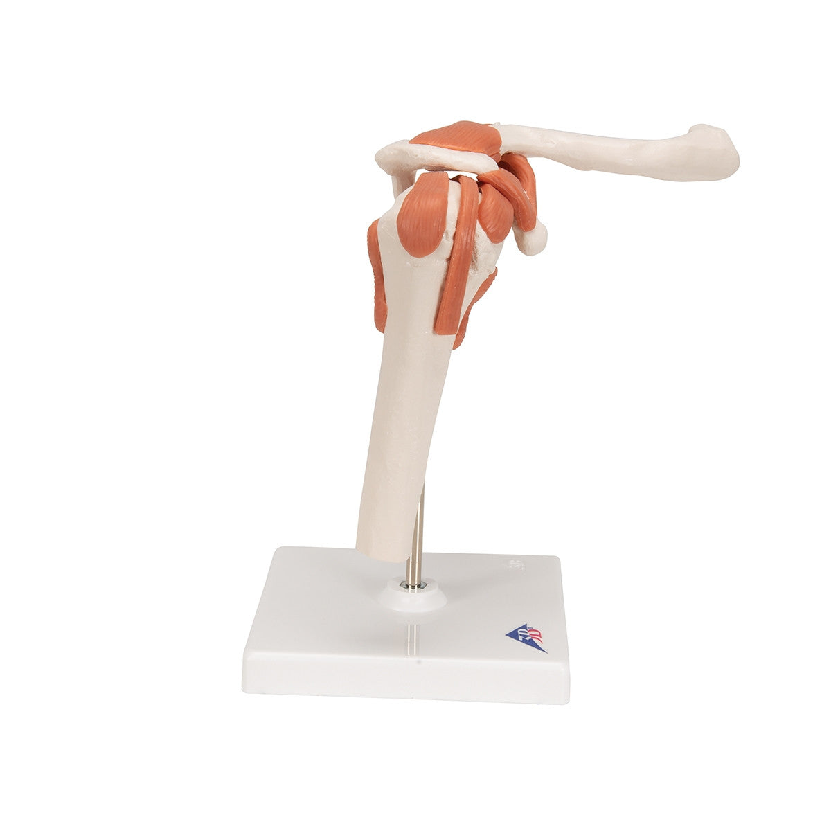 Flexible Anatomical Shoulder Model