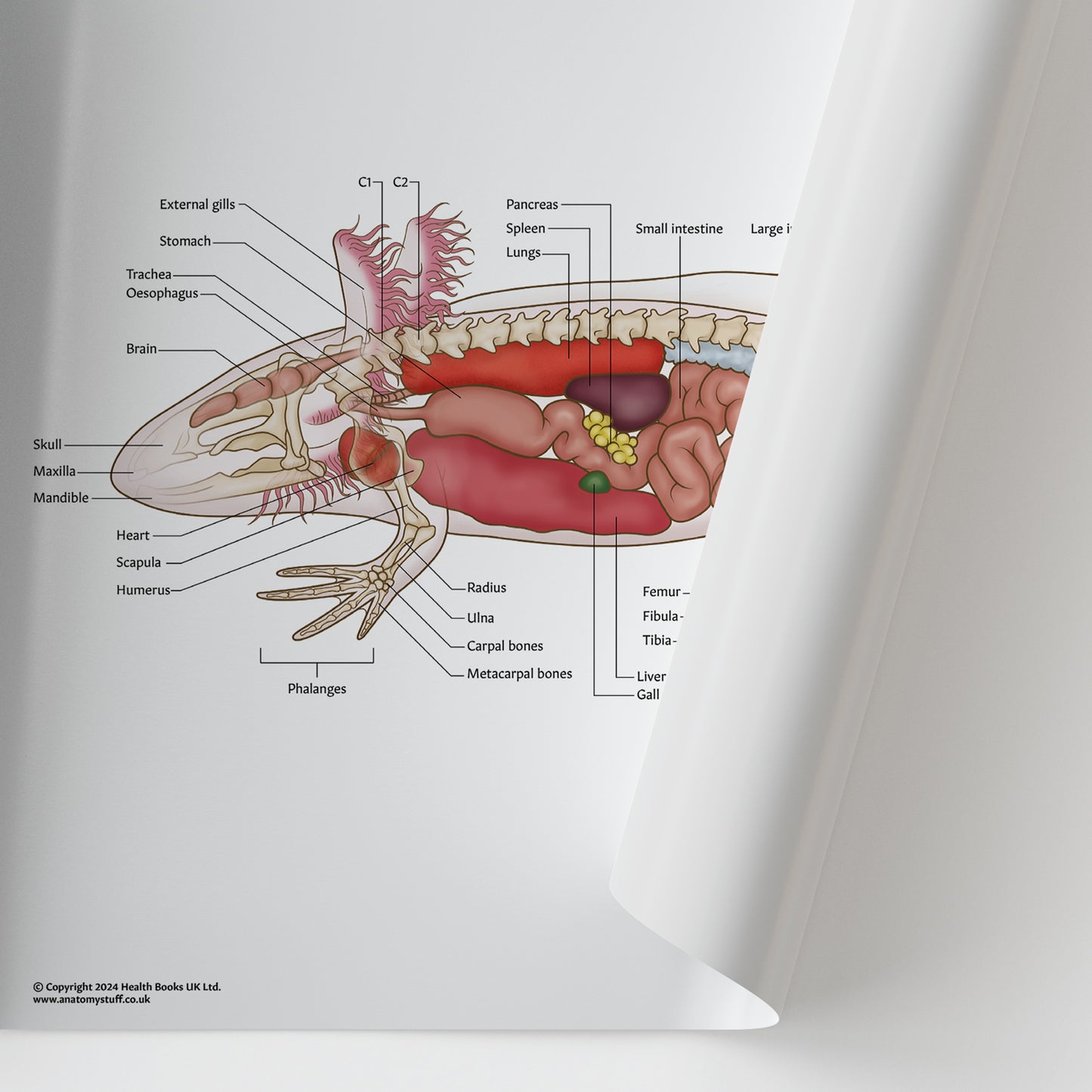 Axolotl Anatomy Chart / Poster