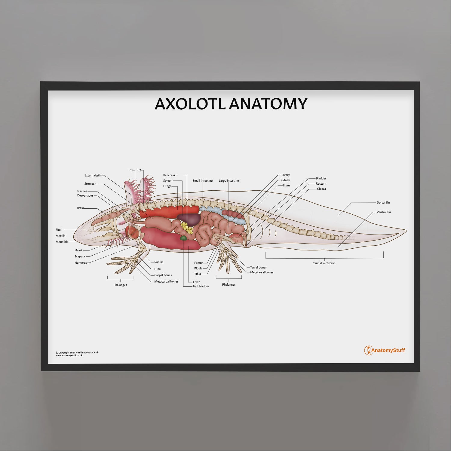 Axolotl Anatomy Chart / Poster