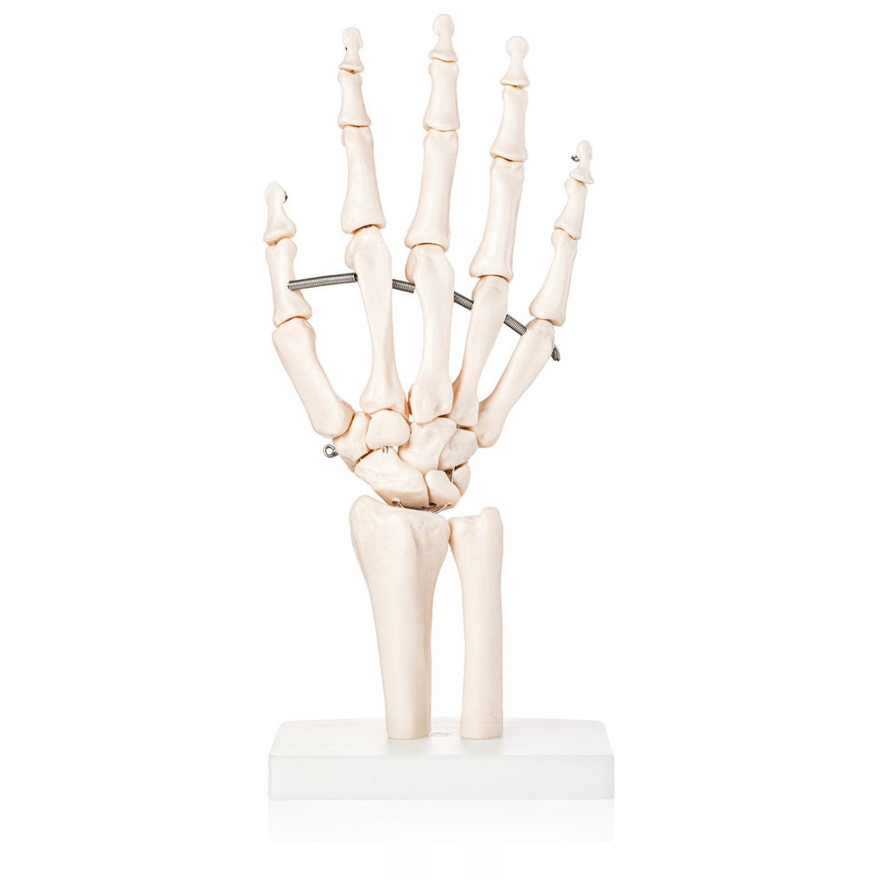 Budget Hand and Wrist Joint Model