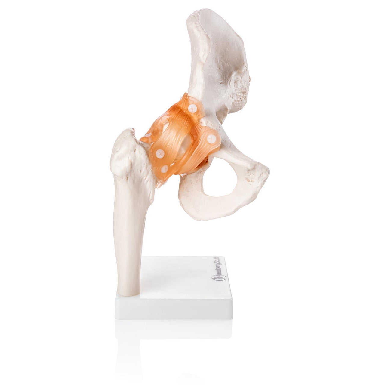 Anatomical Joint Model Collection - Hip