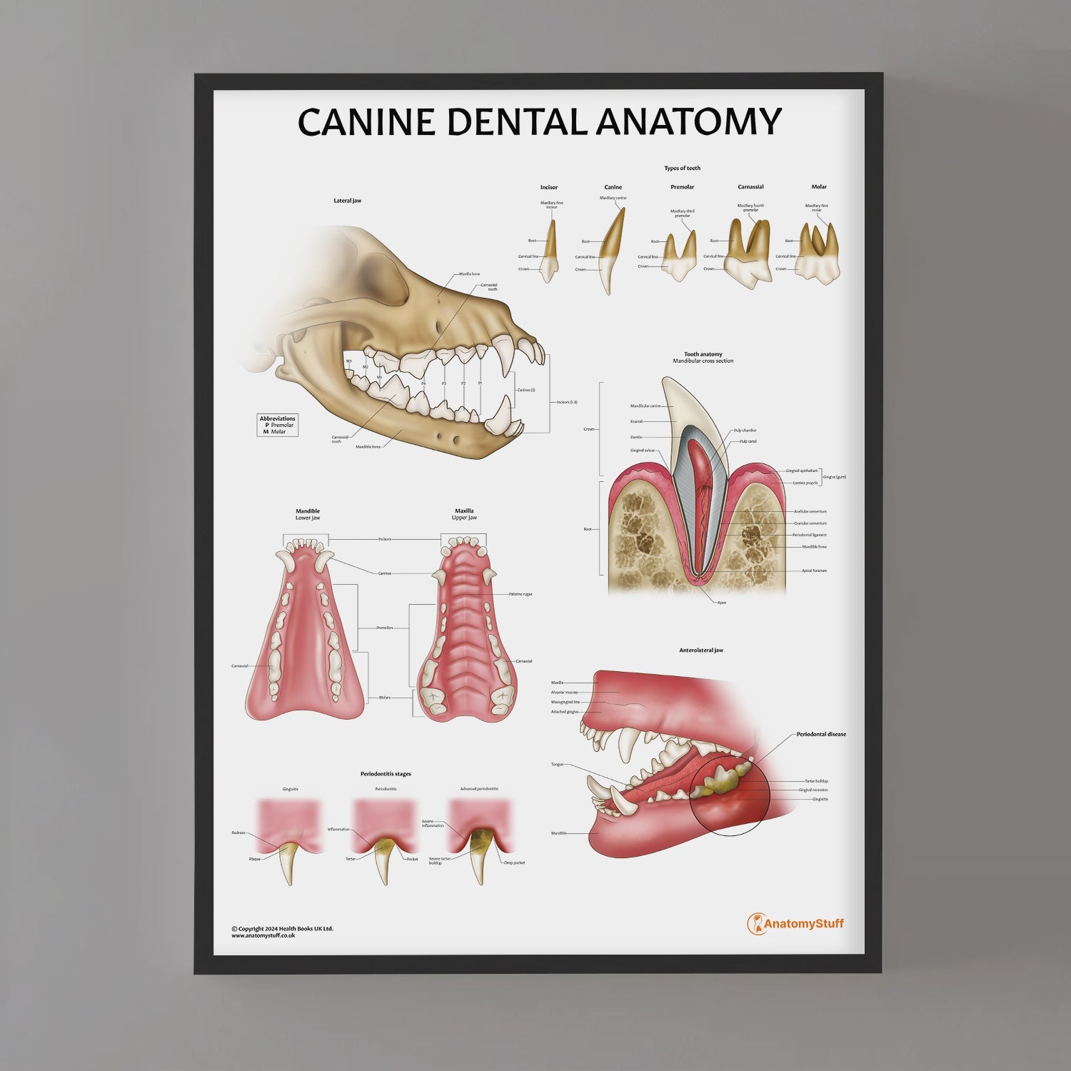 Canine Dental Anatomy Chart / Poster