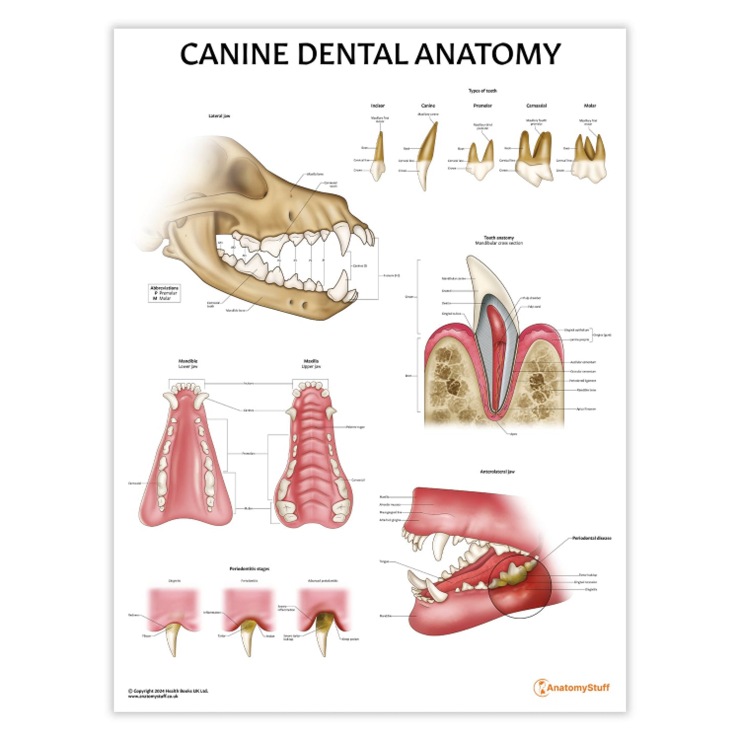 Canine Dental Anatomy Chart / Poster