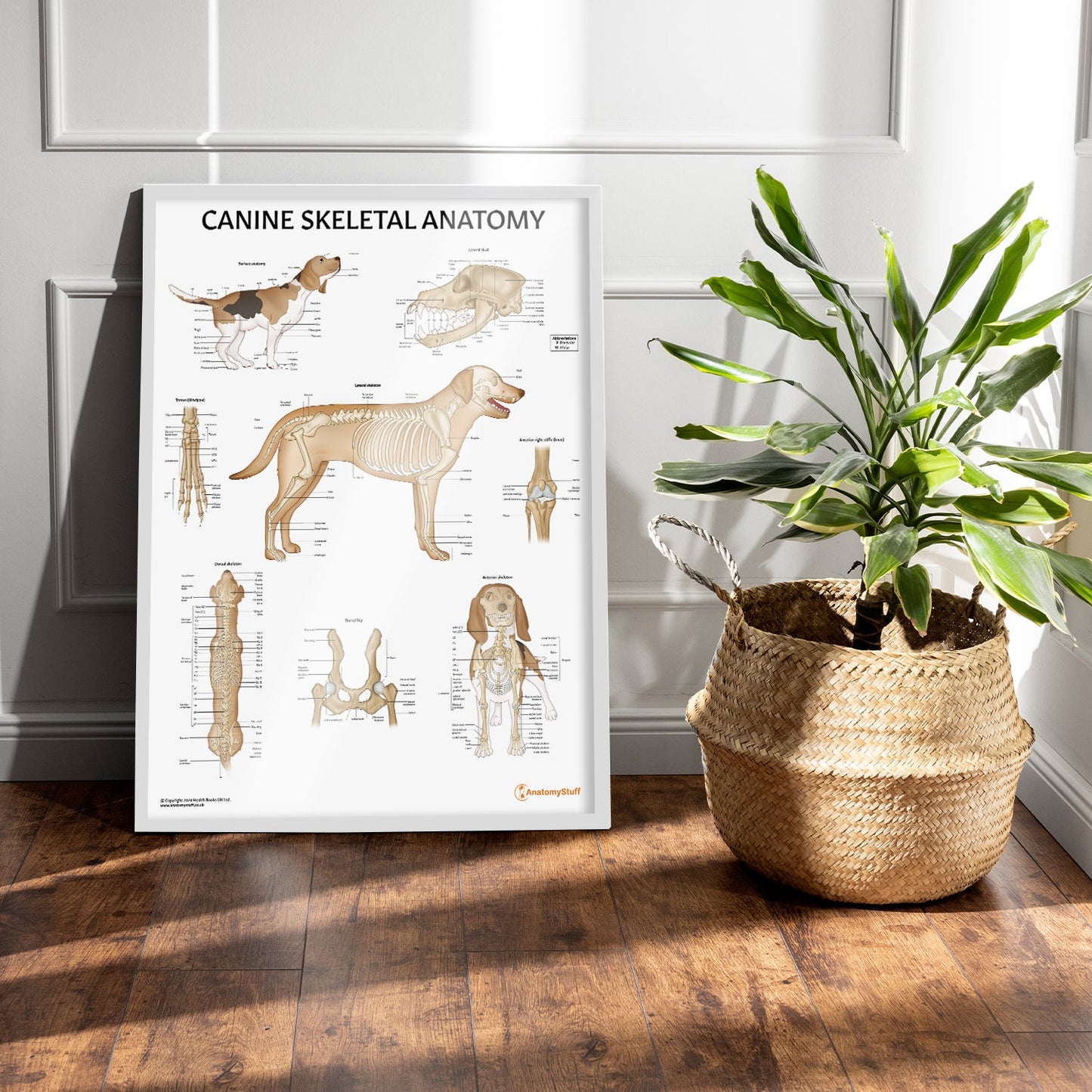 Canine Skeletal Anatomy Chart / Poster