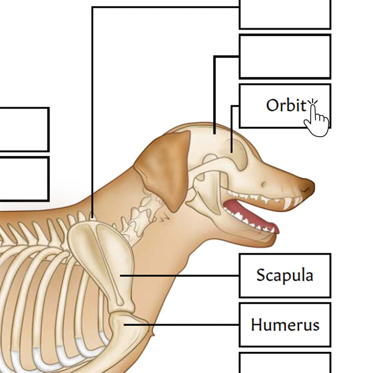 Canine Skeletal Anatomy Poster / Worksheet (Interactive & Printable PDF)