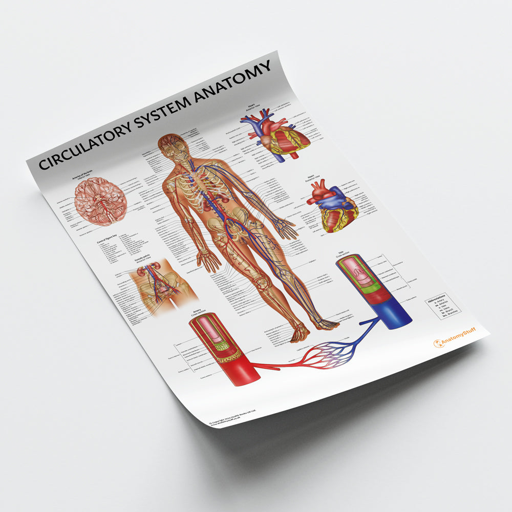 Circulatory System Anatomy Chart / Poster