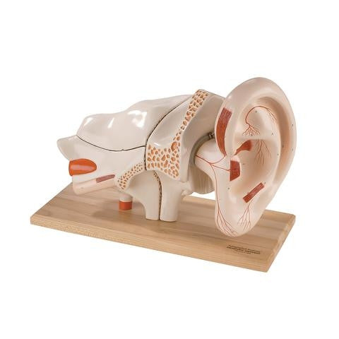 Deluxe Ear Model (5 times life size, 8 part)