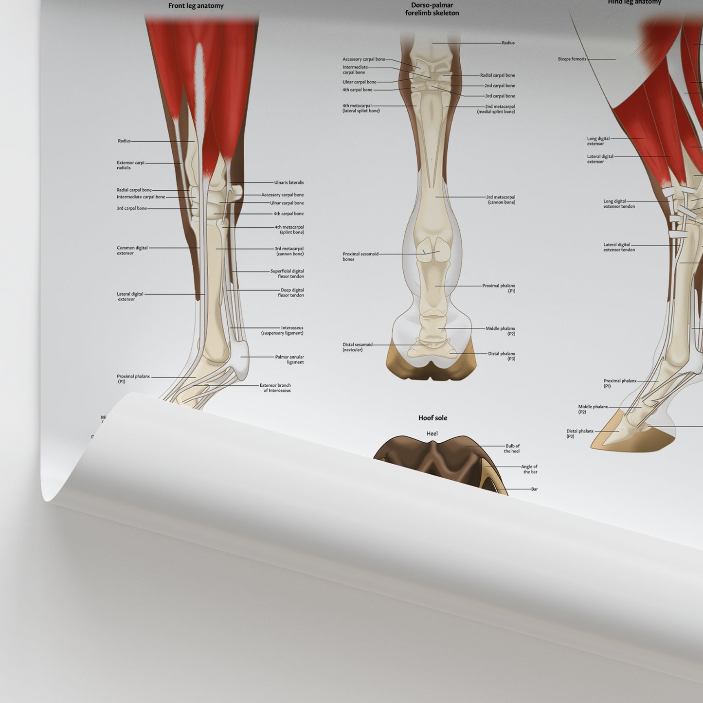 Equine Lower Limb Anatomy Chart / Poster