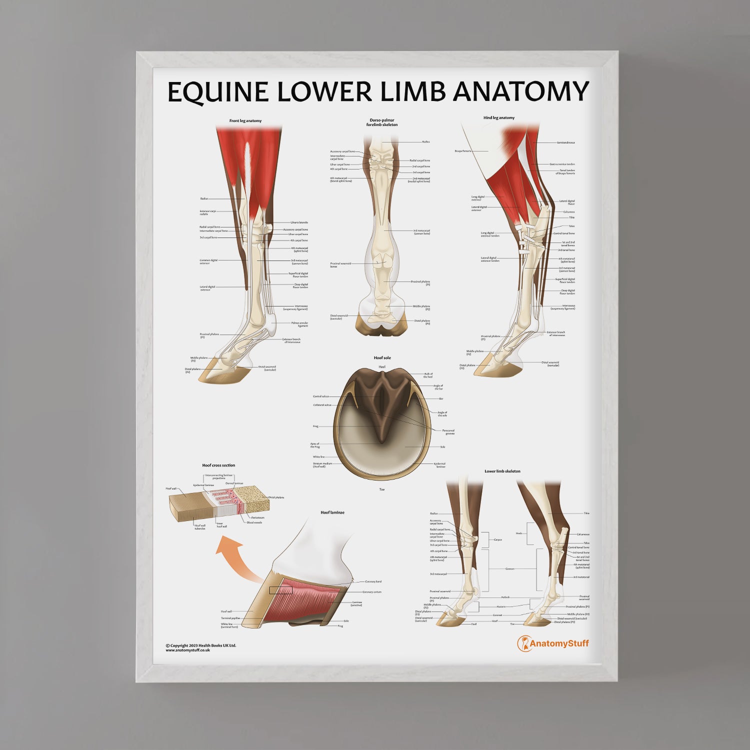 Equine Lower Limb Anatomy Chart / Poster