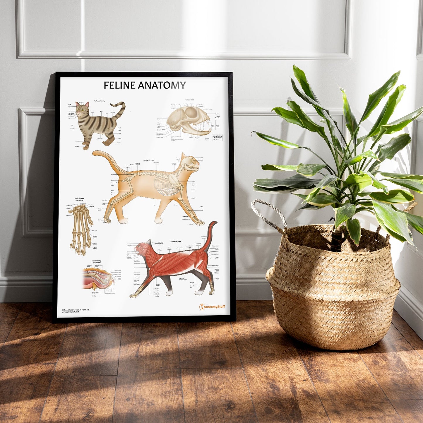 Feline Anatomy Chart / Poster