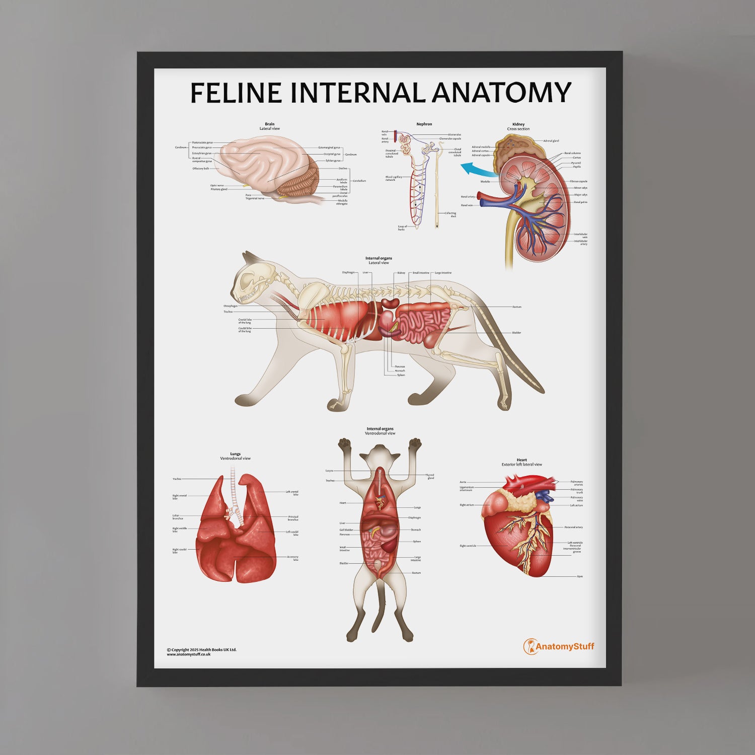 Feline Internal Anatomy Chart / Poster