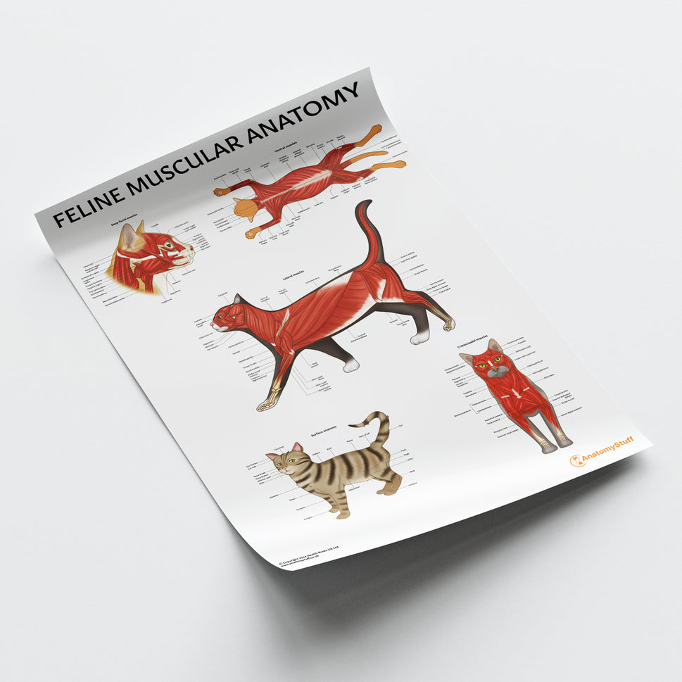 Feline Muscular Anatomy Chart / Poster