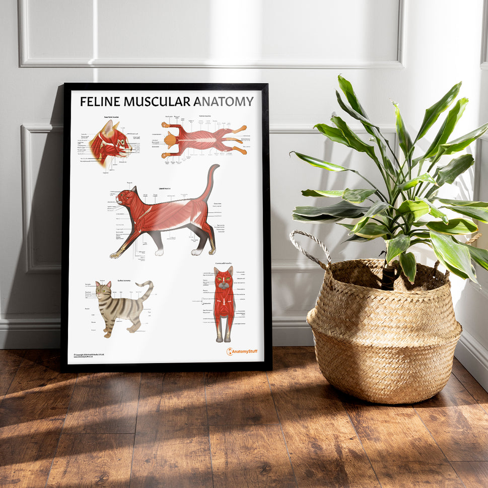 Feline Muscular Anatomy Chart / Poster