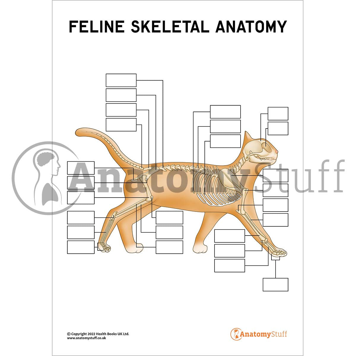 Feline Skeletal Anatomy Poster / Worksheet (Interactive & Printable PDF)