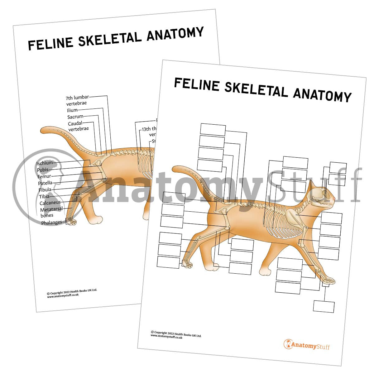 Feline Skeletal Anatomy Poster / Worksheet (Interactive & Printable PDF)