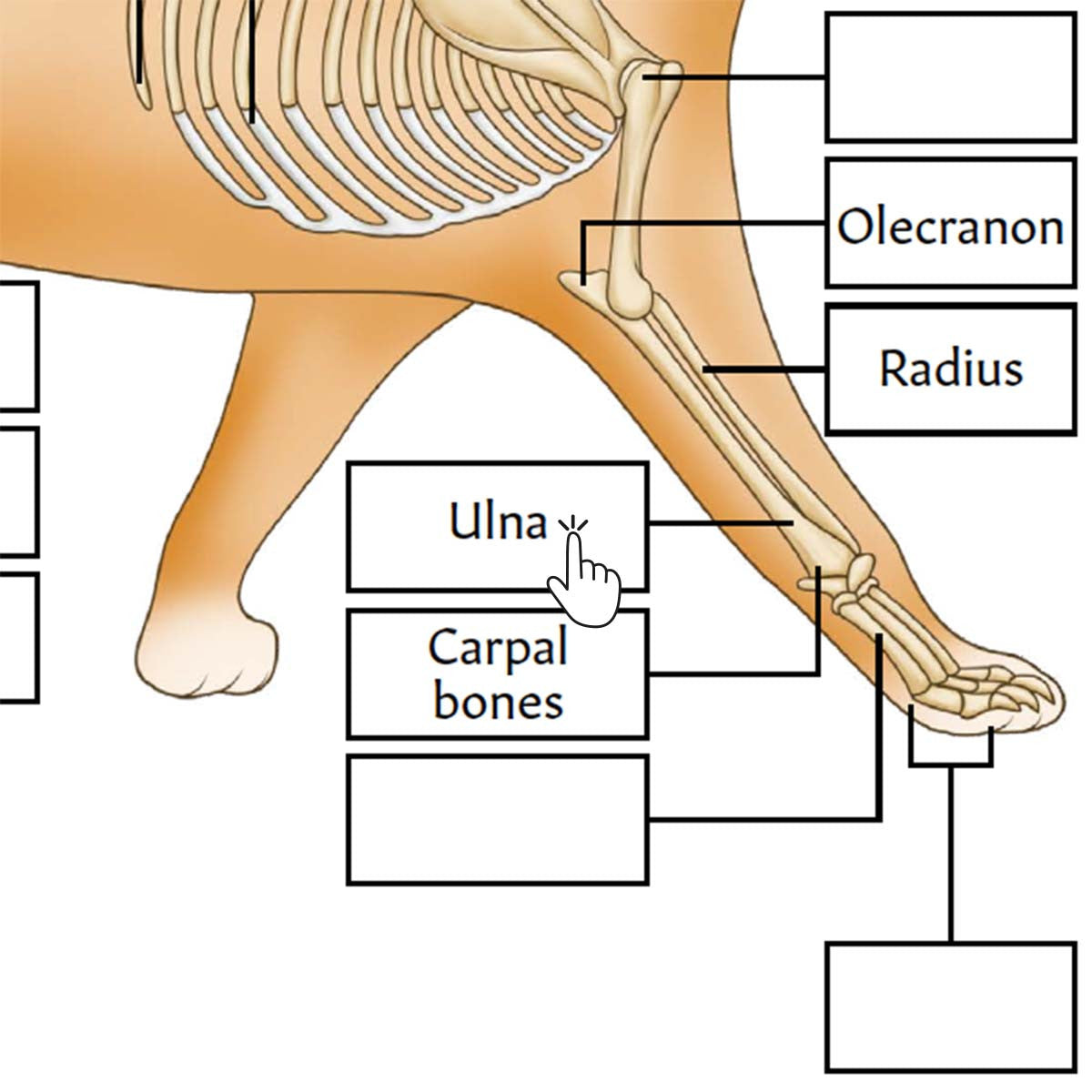 Feline Skeletal Anatomy Poster / Worksheet (Interactive & Printable PDF)