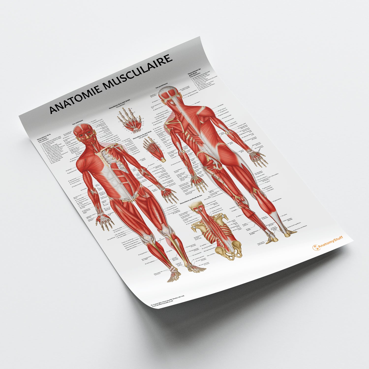 Anatomie Musculaire Chart / Poster - French