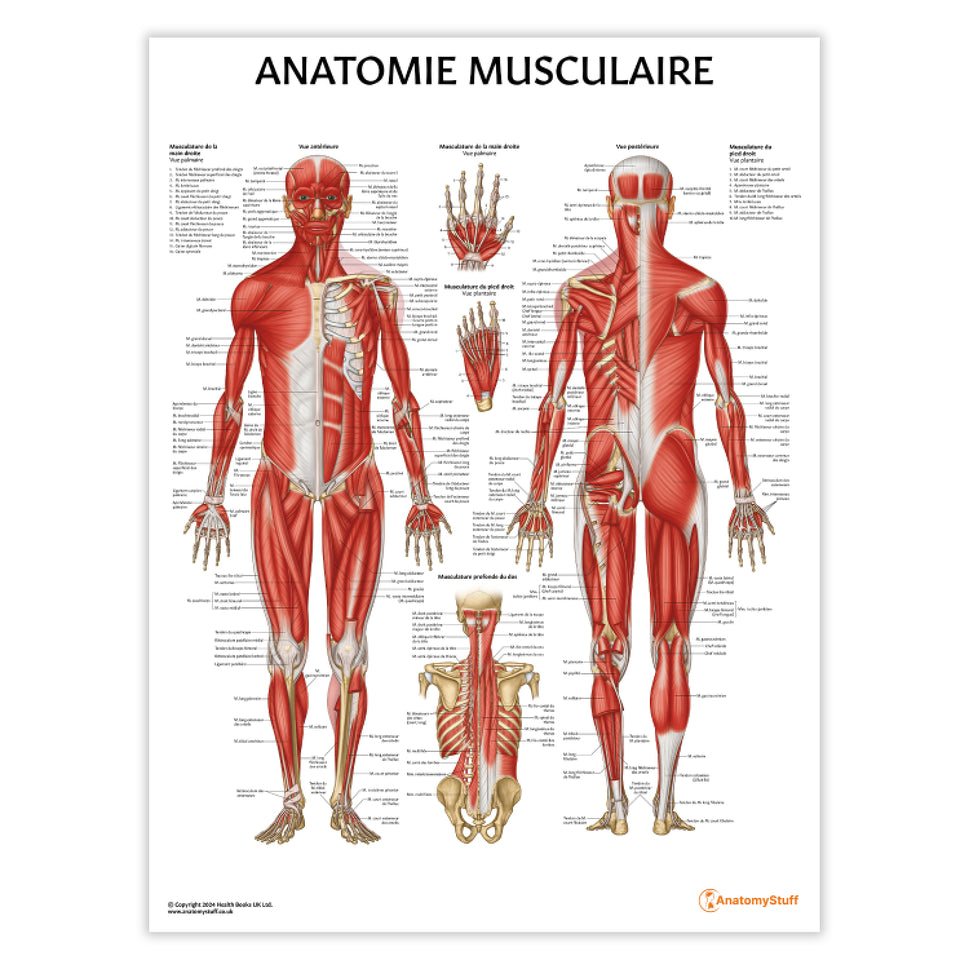 Anatomie Musculaire Chart / Poster - French