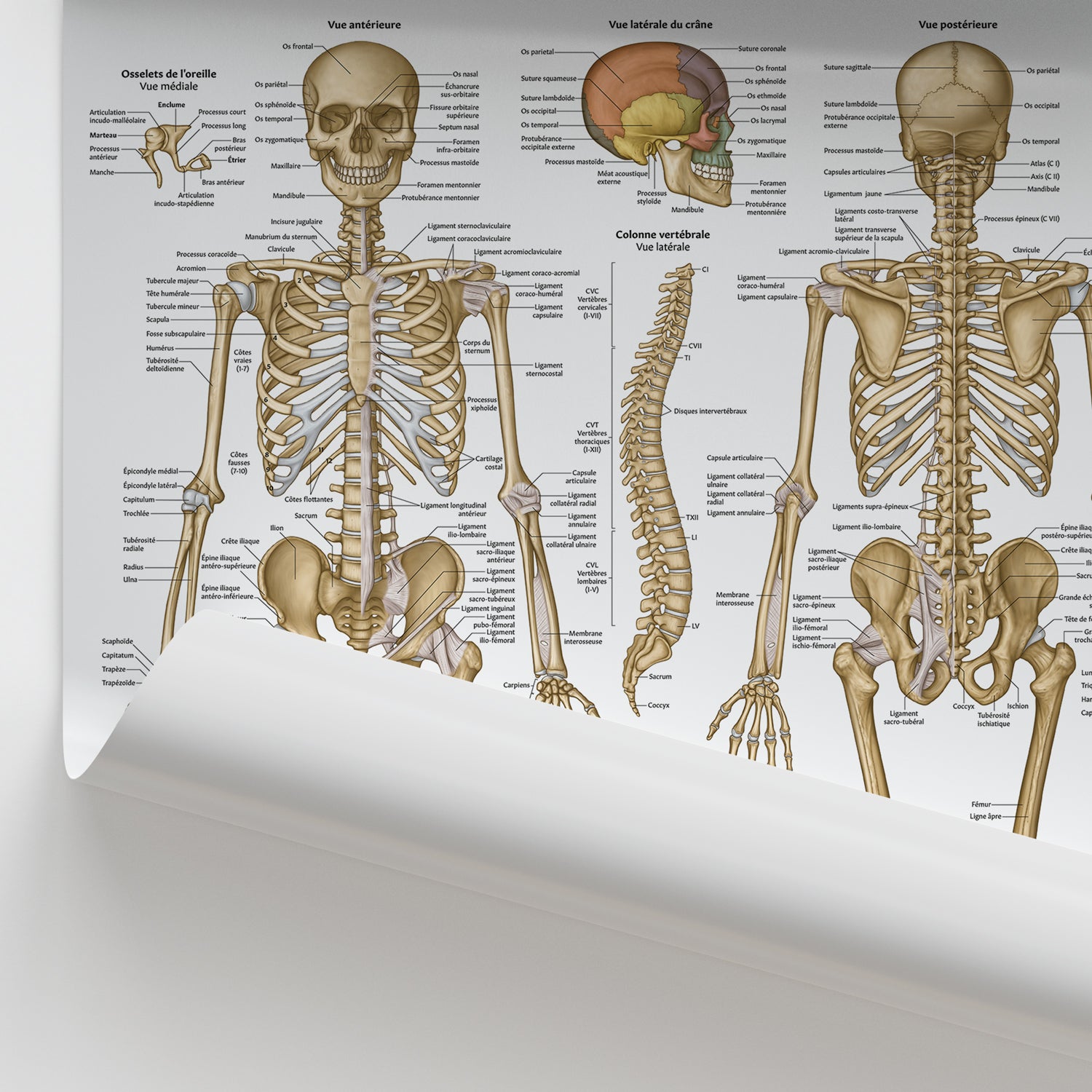 Anatomie Squelettique Chart / Poster - French