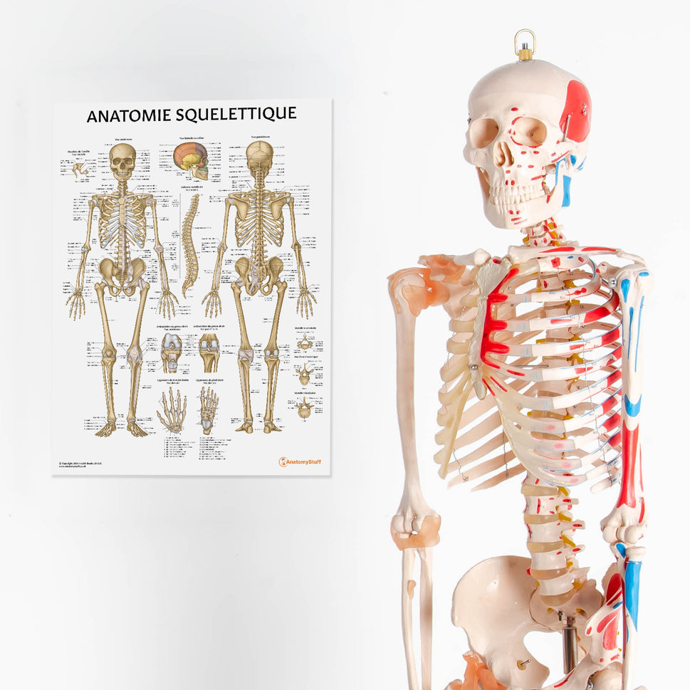 Anatomie Squelettique Chart / Poster - French