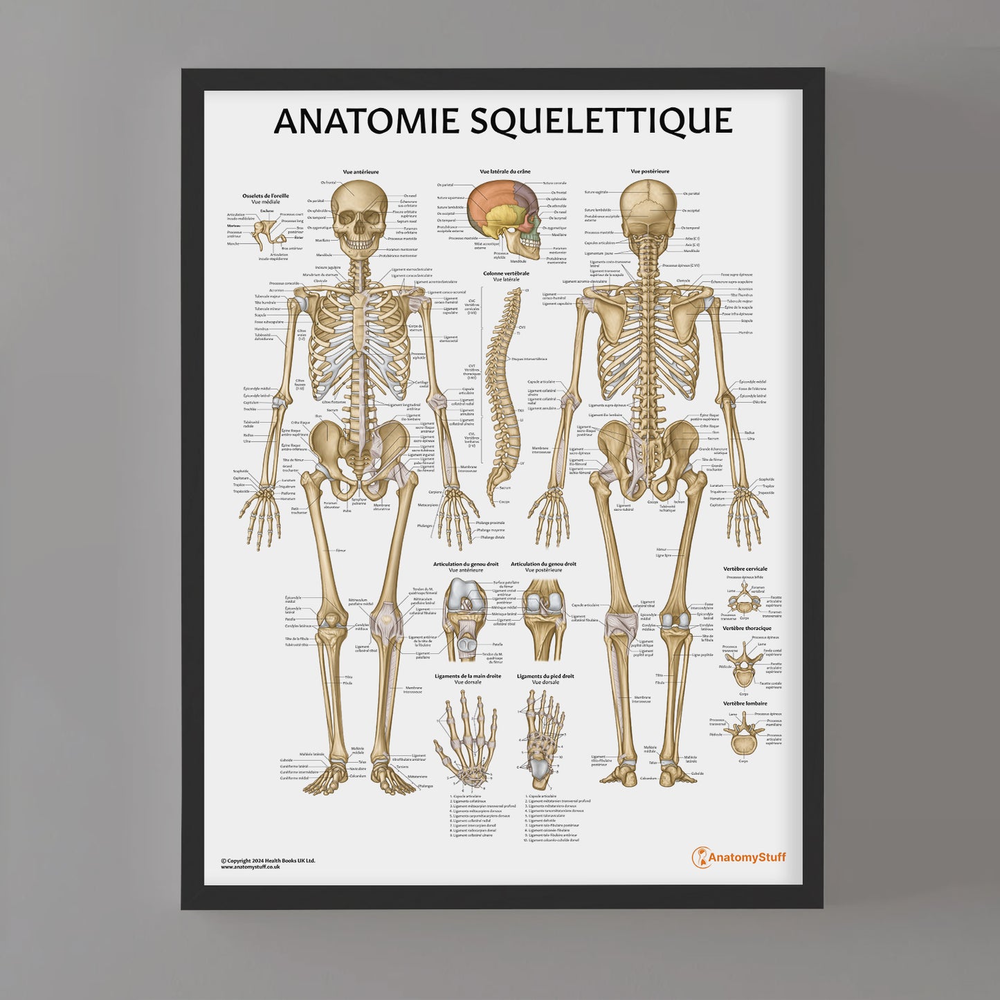 Anatomie Squelettique Chart / Poster - French