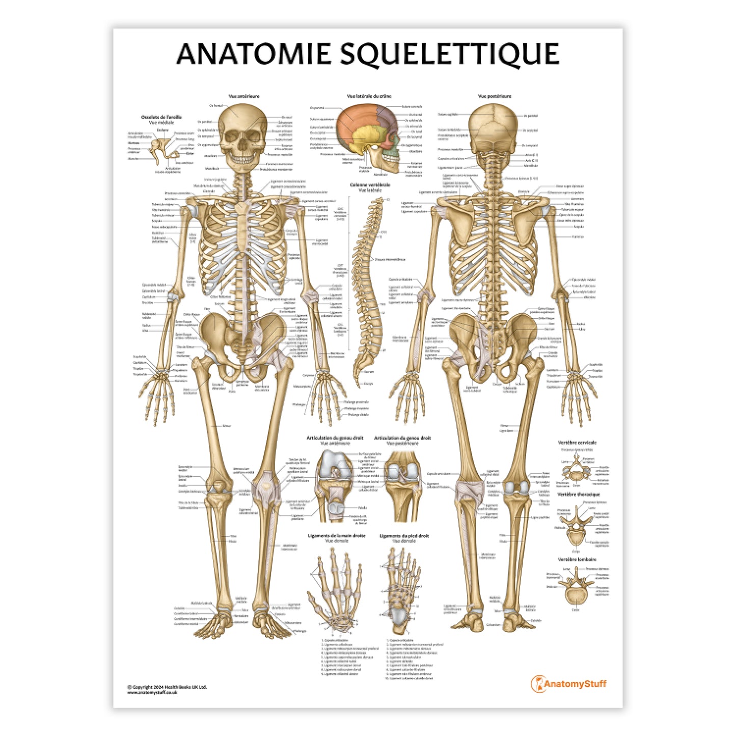 Anatomie Squelettique Chart / Poster - French