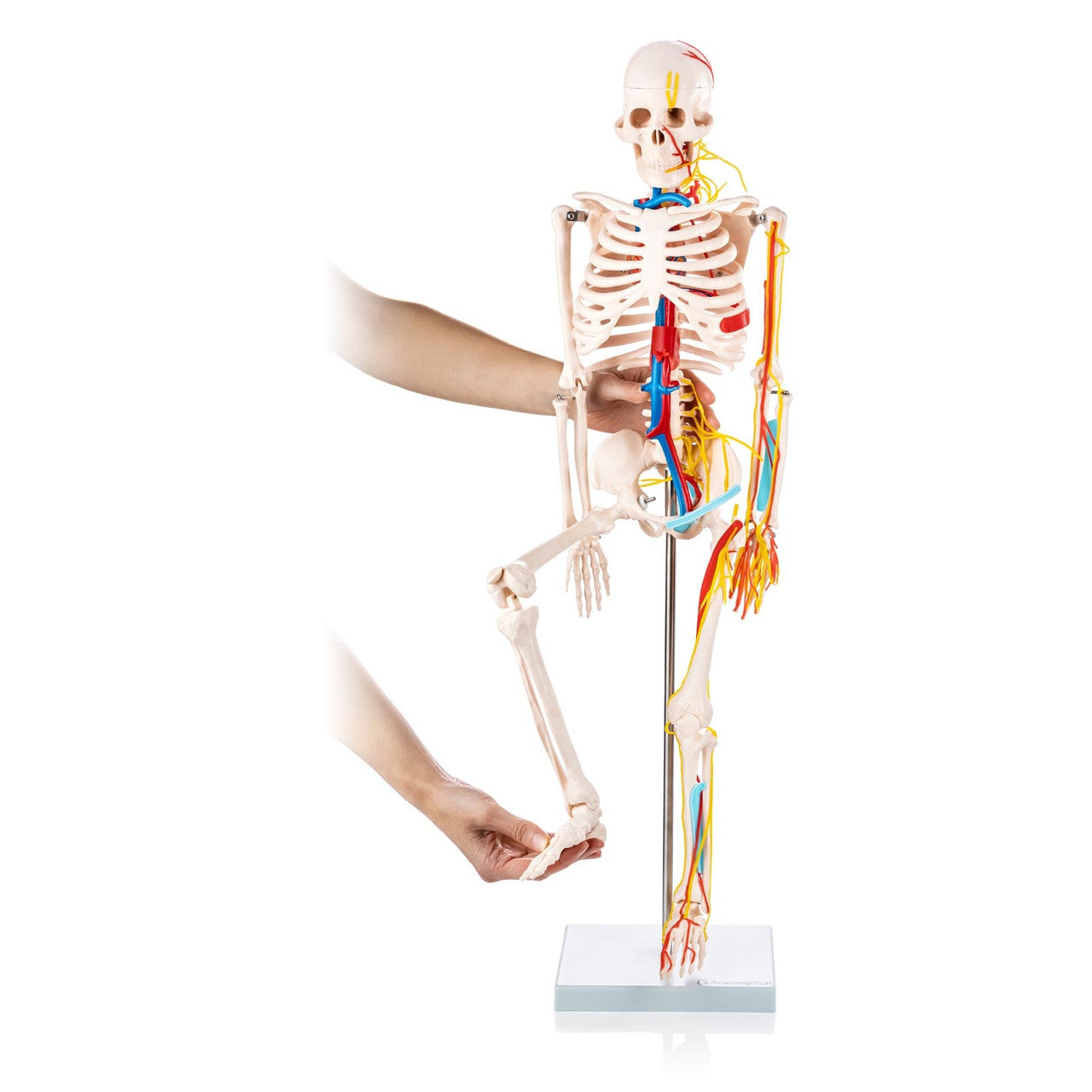 Budget Half Size Skeleton Model with Nerves and Blood Vessels