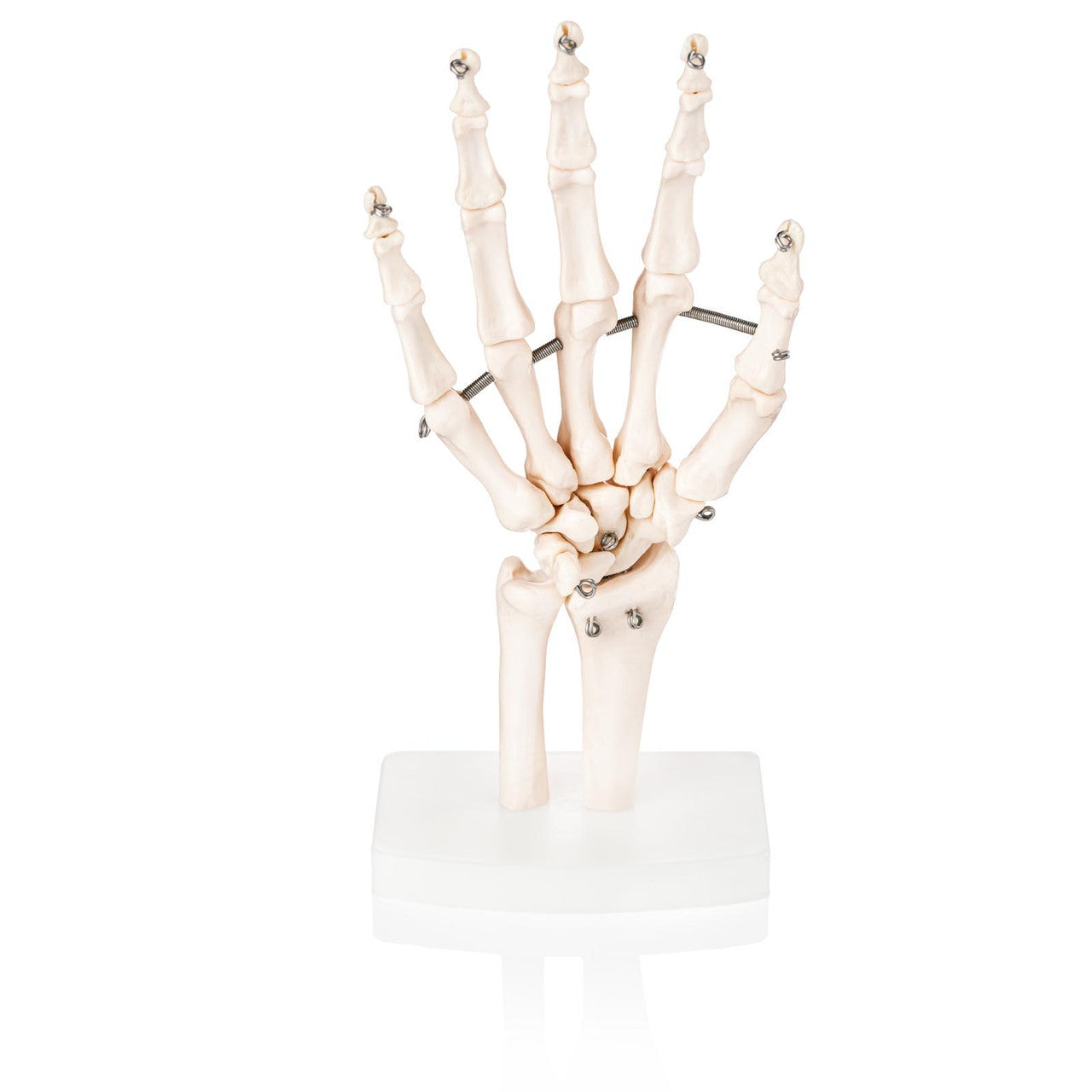 Budget Hand and Wrist Joint Model