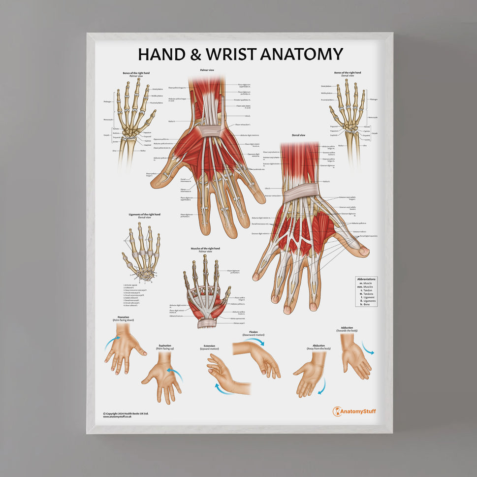 Hand & Wrist Anatomy Chart / Poster