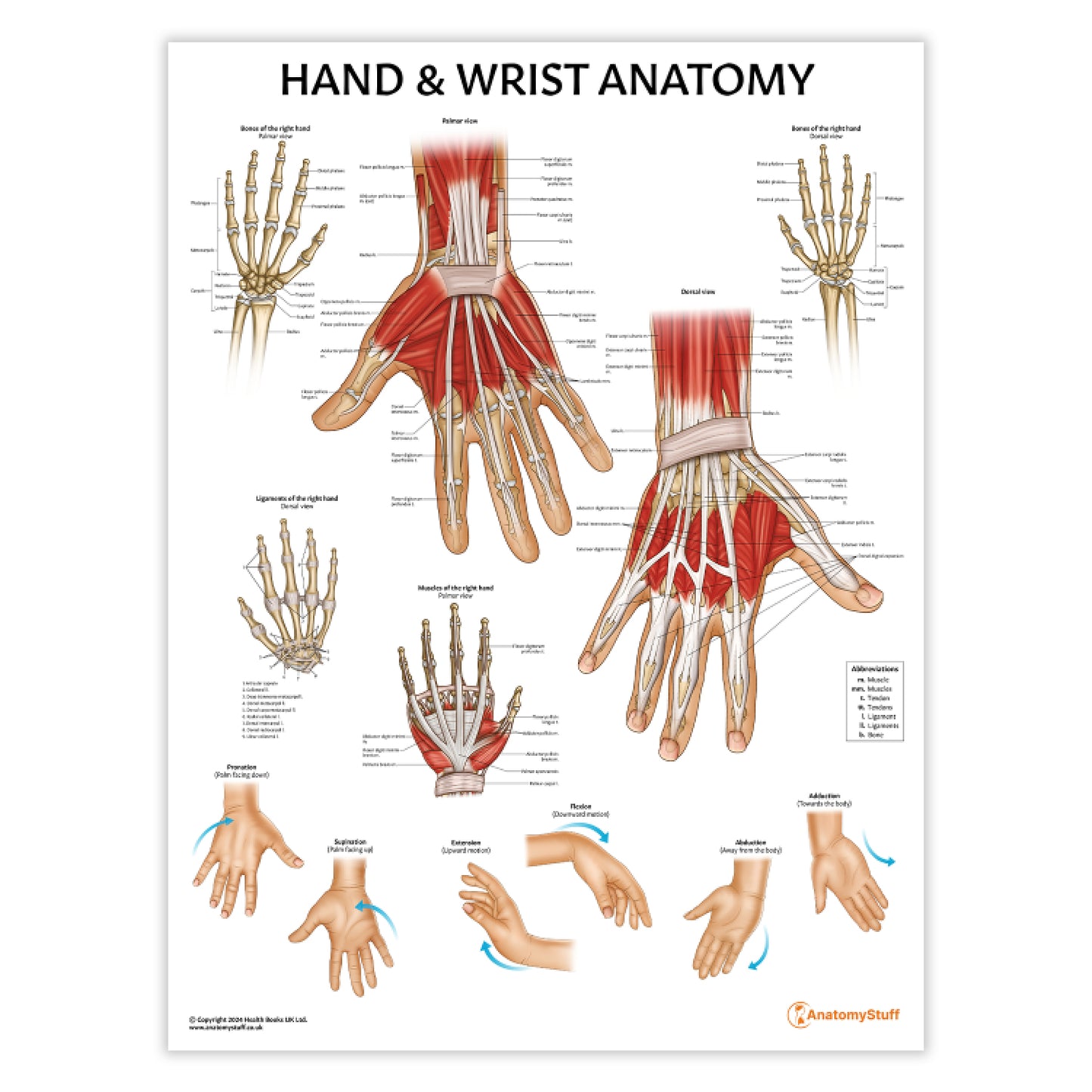 Hand & Wrist Anatomy Chart / Poster