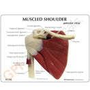 Switch Include is a two-side patient education card with labelled anatomy 2 image