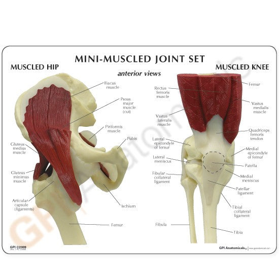 Mini Muscled Joint Set (Hip, Knee, Elbow and Shoulder)