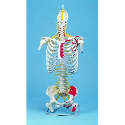 Spine Model with Painted Pelvis and Rib Cage