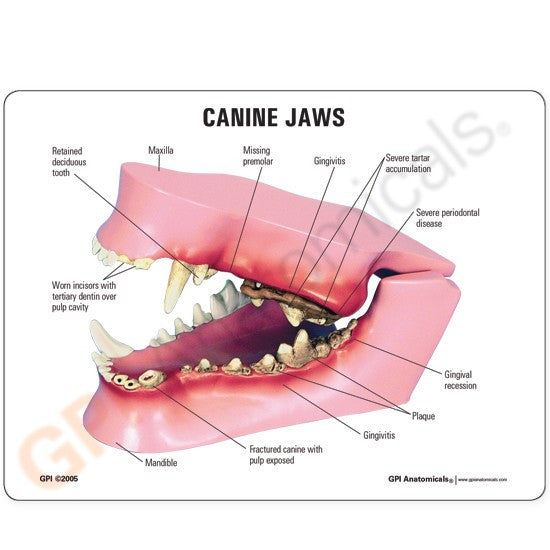 Canine Jaw with Pathologies Model