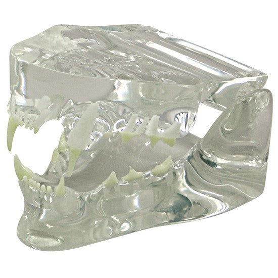 Transparent Feline Jaw Model