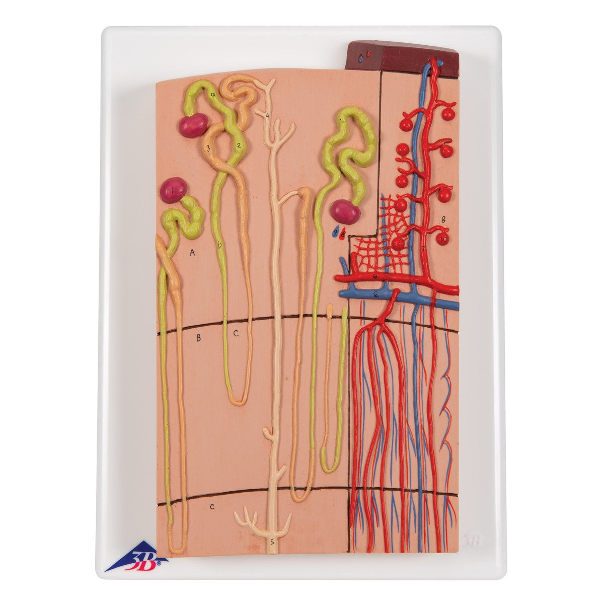 Nephrons and Blood Vessels Model (X 120 enlarged) 1000297