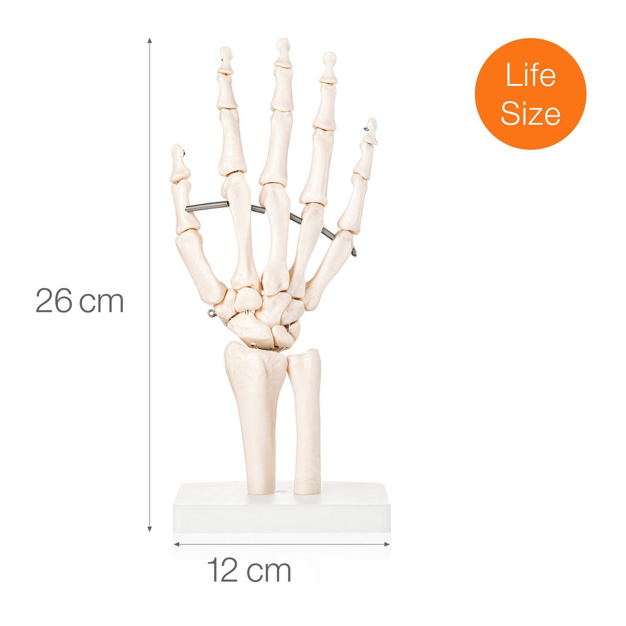 Sizing Comparison Chart - Life-size model