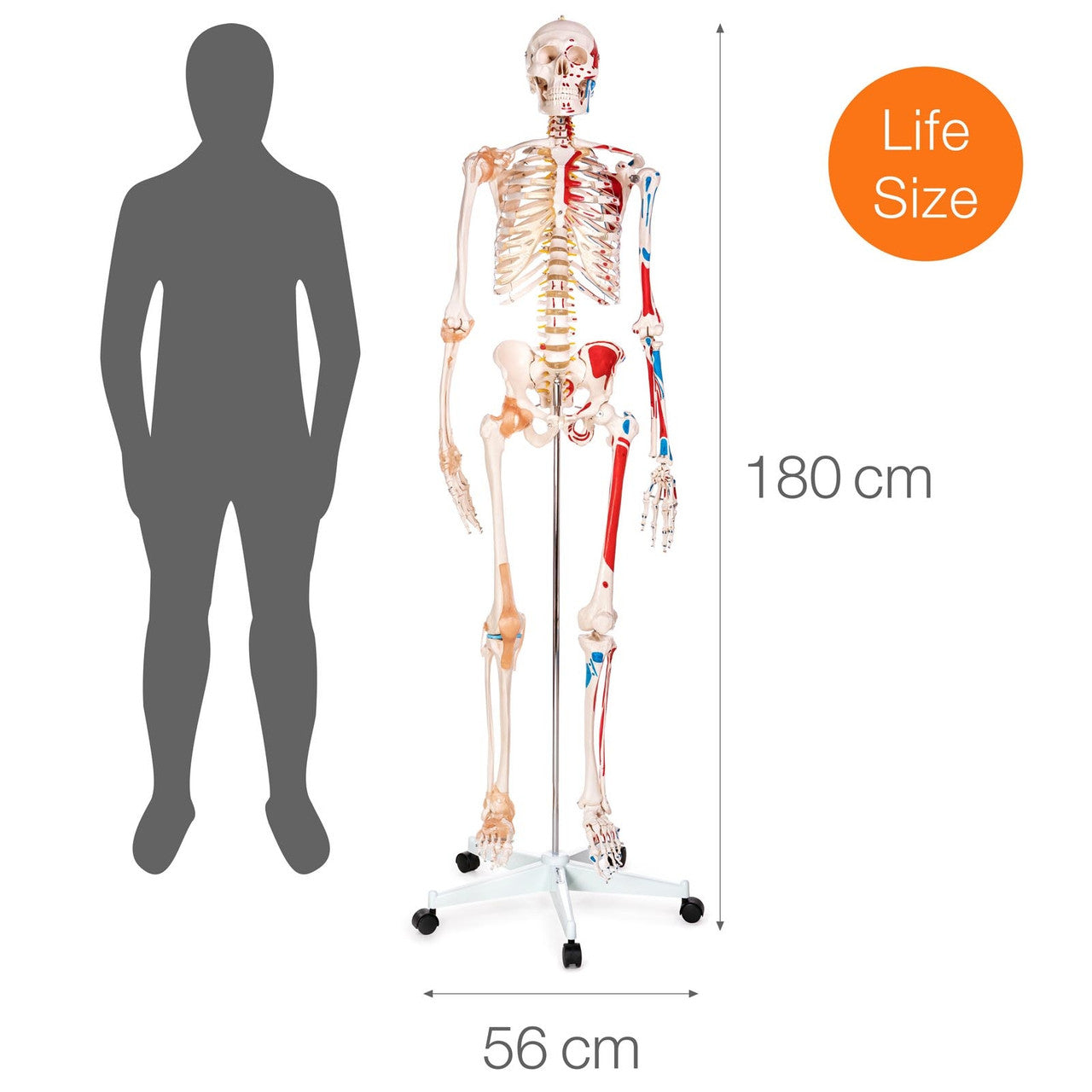 Budget Skeleton Model with Muscles and Ligaments