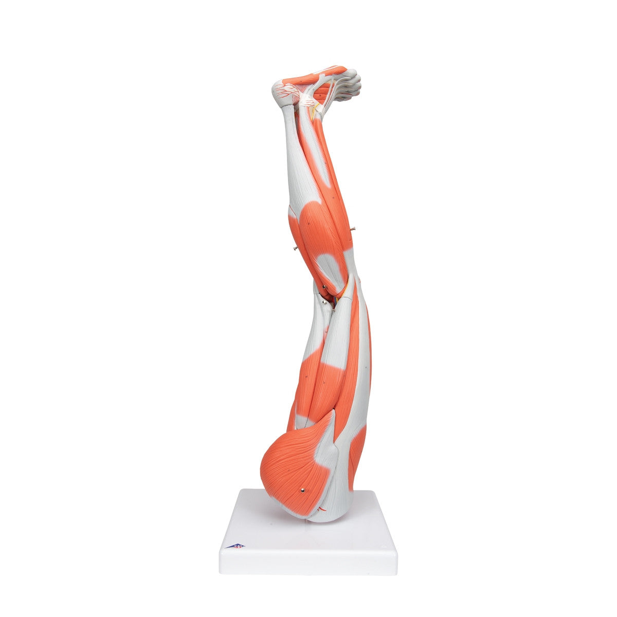 Leg Muscle Model (9 part, 3/4 Life Size)