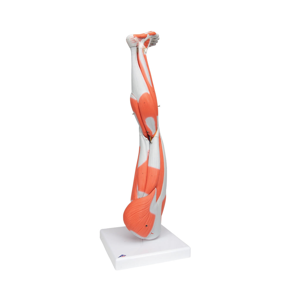 Leg Muscle Model (9 part, 3/4 Life Size)