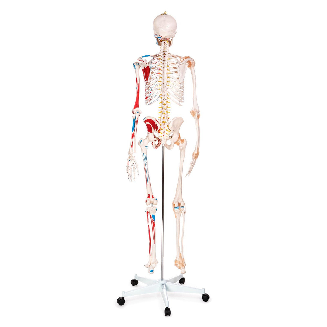 Budget Skeleton Model with Muscles and Ligaments