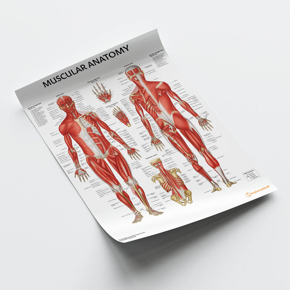 Muscular Anatomy Chart / Poster