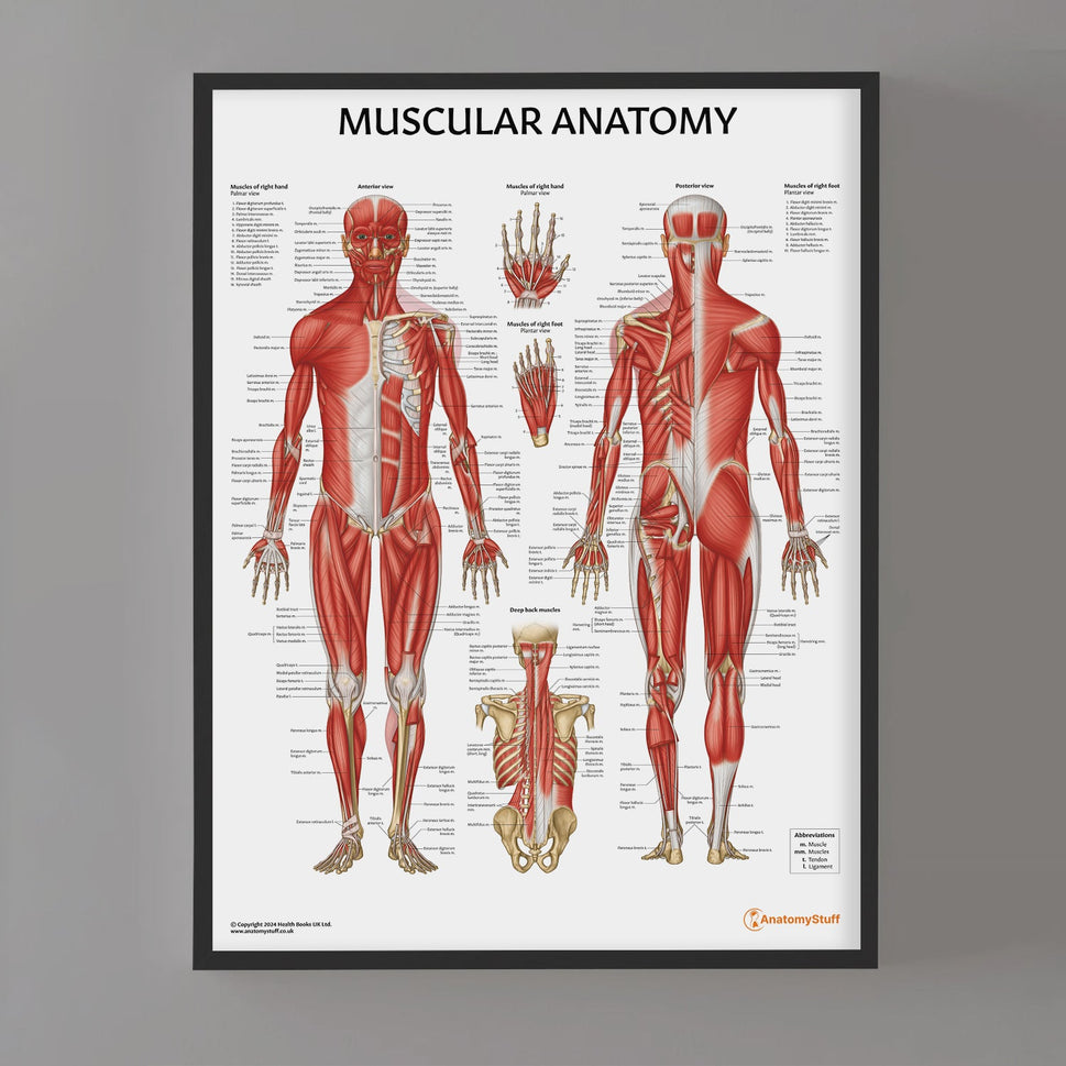 Muscular Anatomy Chart / Poster