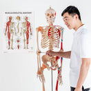 Switch Musculoskeletal Anatomy Chart / Poster 3 image