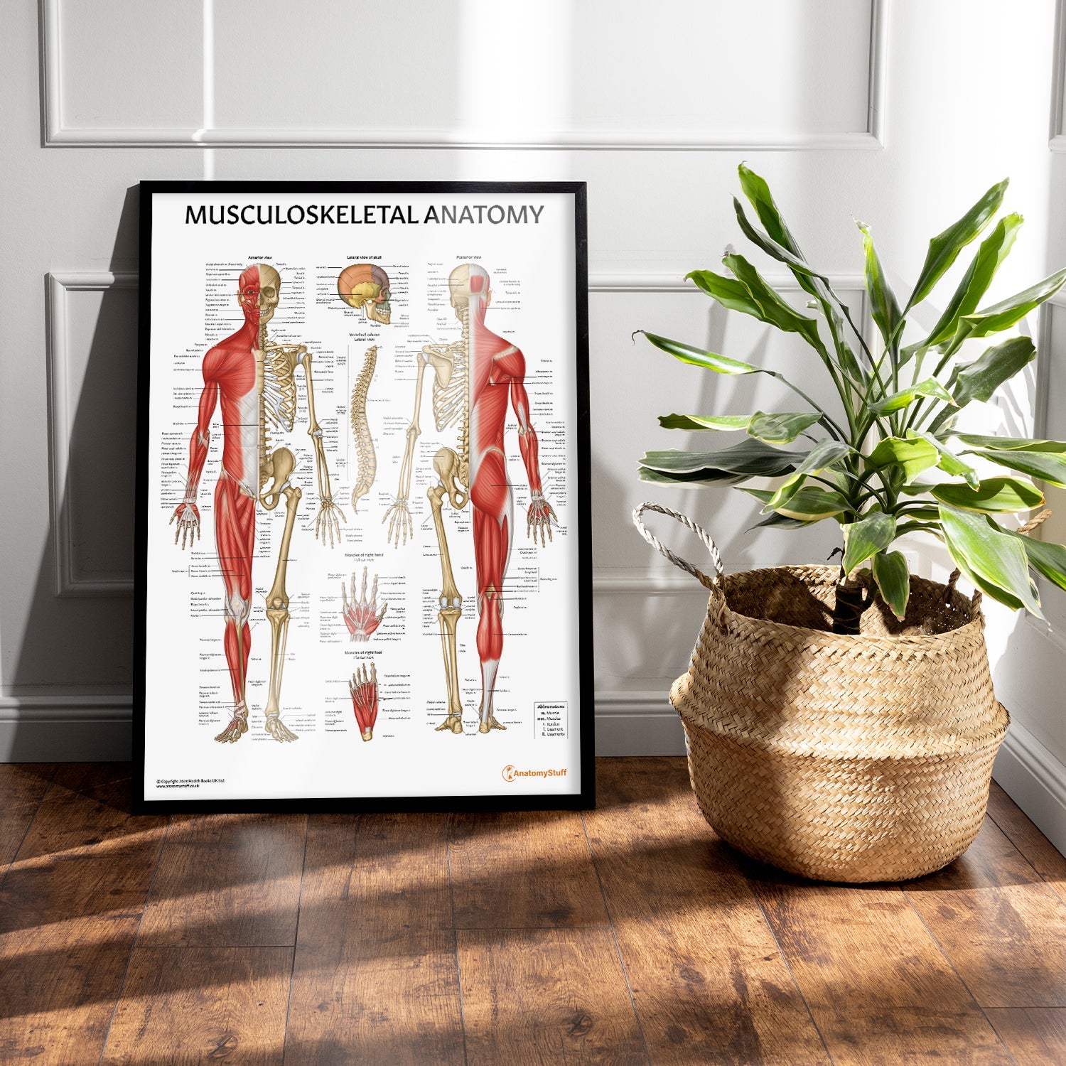 Musculoskeletal Anatomy Chart / Poster