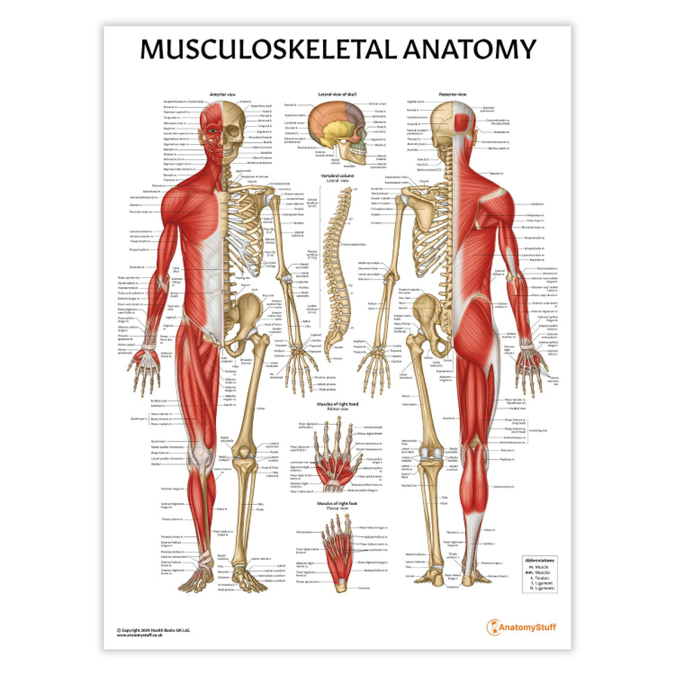 Human Vertebral Column Anatomical Chart Anatomy Models Human Vertebral