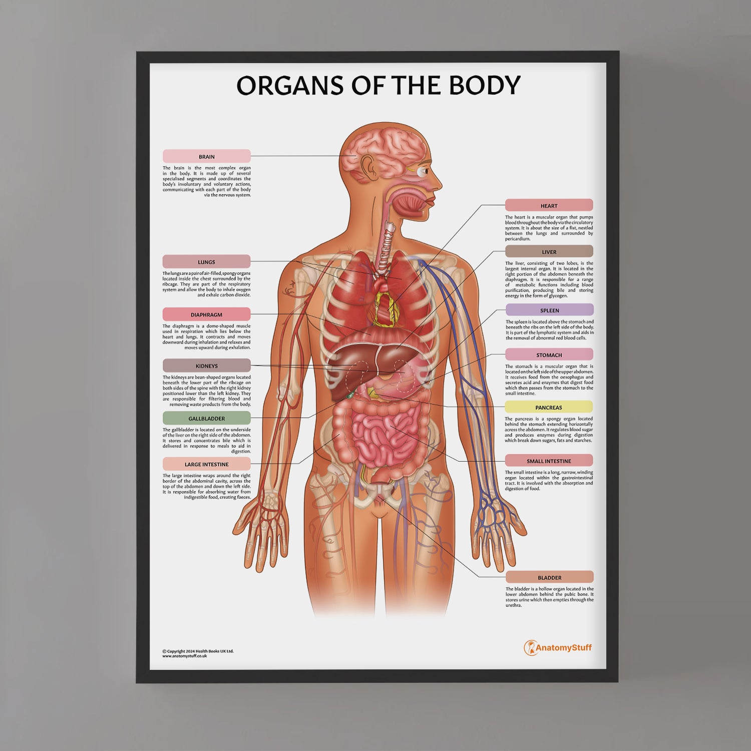Human Body Organ Diagrams 101 Diagrams