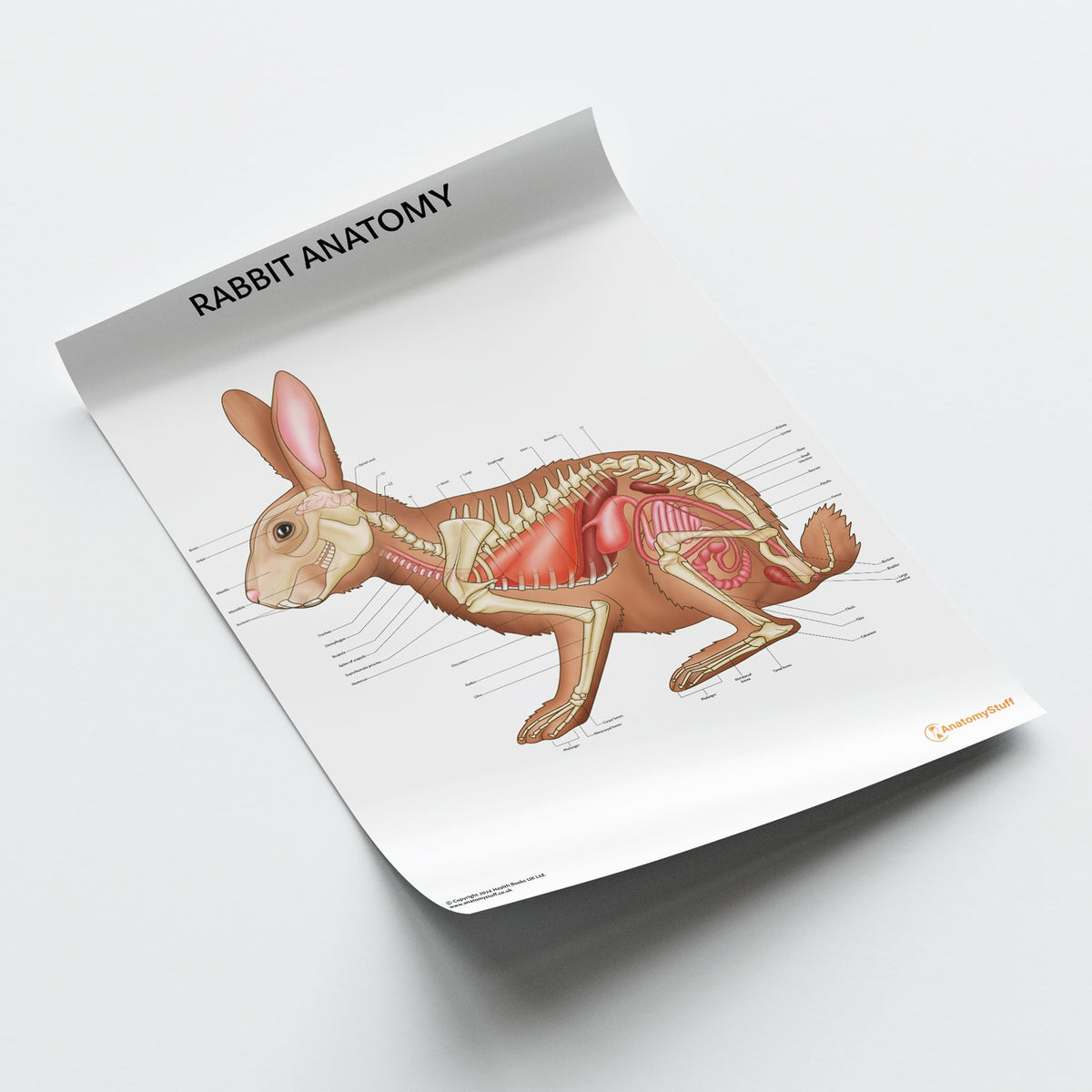 Rabbit Anatomy Poster | Bones Organs Bunny - Laminated – AnatomyStuff